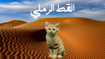 رصد “القط الرملي” المهدد بالانقراض في محمية الوعول