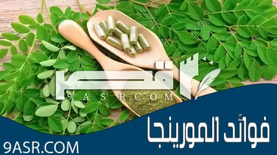 فوائد المورينجا: دليل شامل عن فوائدها، وكيفية الاستخدام، والحذر من الآثار الجانبية